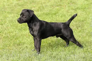 Patterdale Terrier